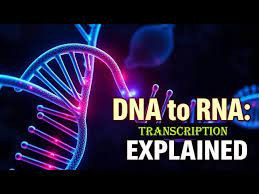 DNA & RNA